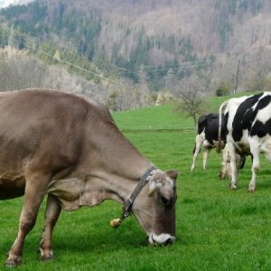 Разведение коров для молока
