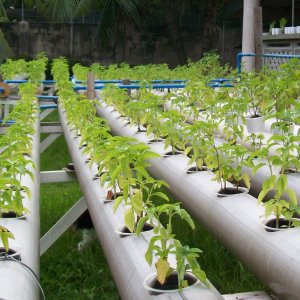 Как подобрать оборудование для гидропонного выращивания овощей