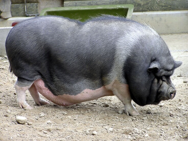 Взрослая свиноматка