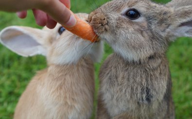 Разнообразное питание кроликов