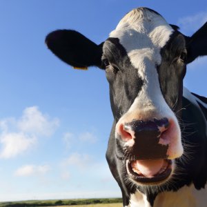Как разводить коров - способы заработка на домашних животных