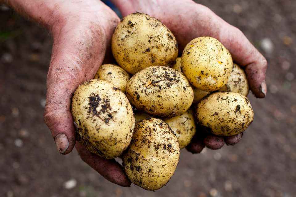 Урожайность картофеля