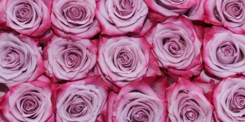 Выращивание роз в домашних условиях – бизнес-проект для заработка
